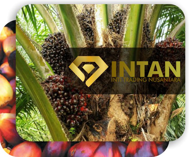 about-us-inti-trading-nusantara-3