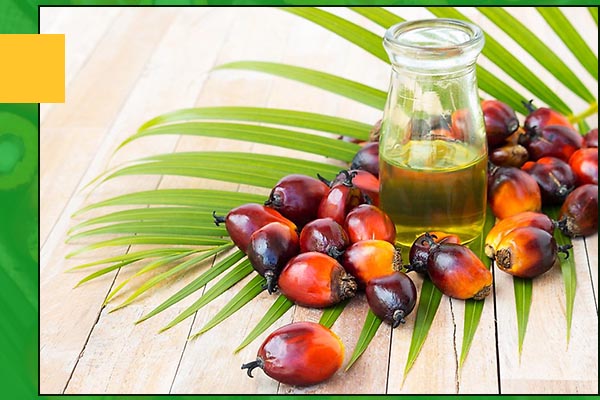 CRUDE PALM OIL