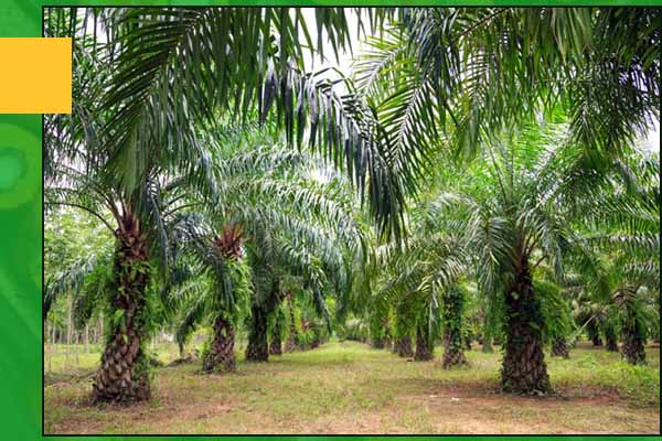PLANTATION LAND CLEARING